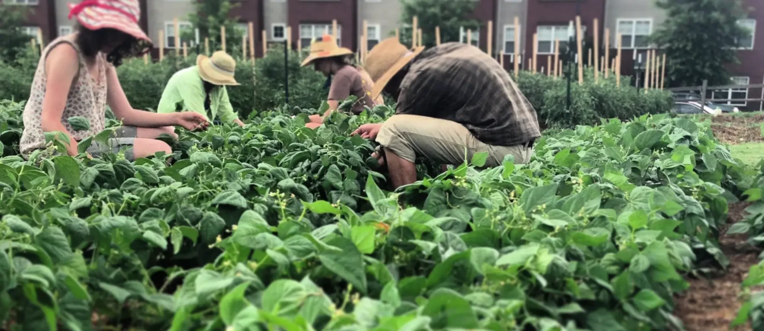 Several people wearing sun hats working together to tend to leafy green plants in an urban community garden, with multi-story brick residential buildings in the background.
