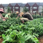 Several people wearing sun hats working together to tend to leafy green plants in an urban community garden, with multi-story brick residential buildings in the background.