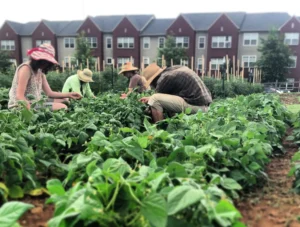Several people wearing sun hats working together to tend to leafy green plants in an urban community garden, with multi-story brick residential buildings in the background.