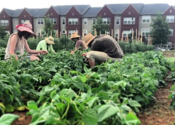 Several people wearing sun hats working together to tend to leafy green plants in an urban community garden, with multi-story brick residential buildings in the background.